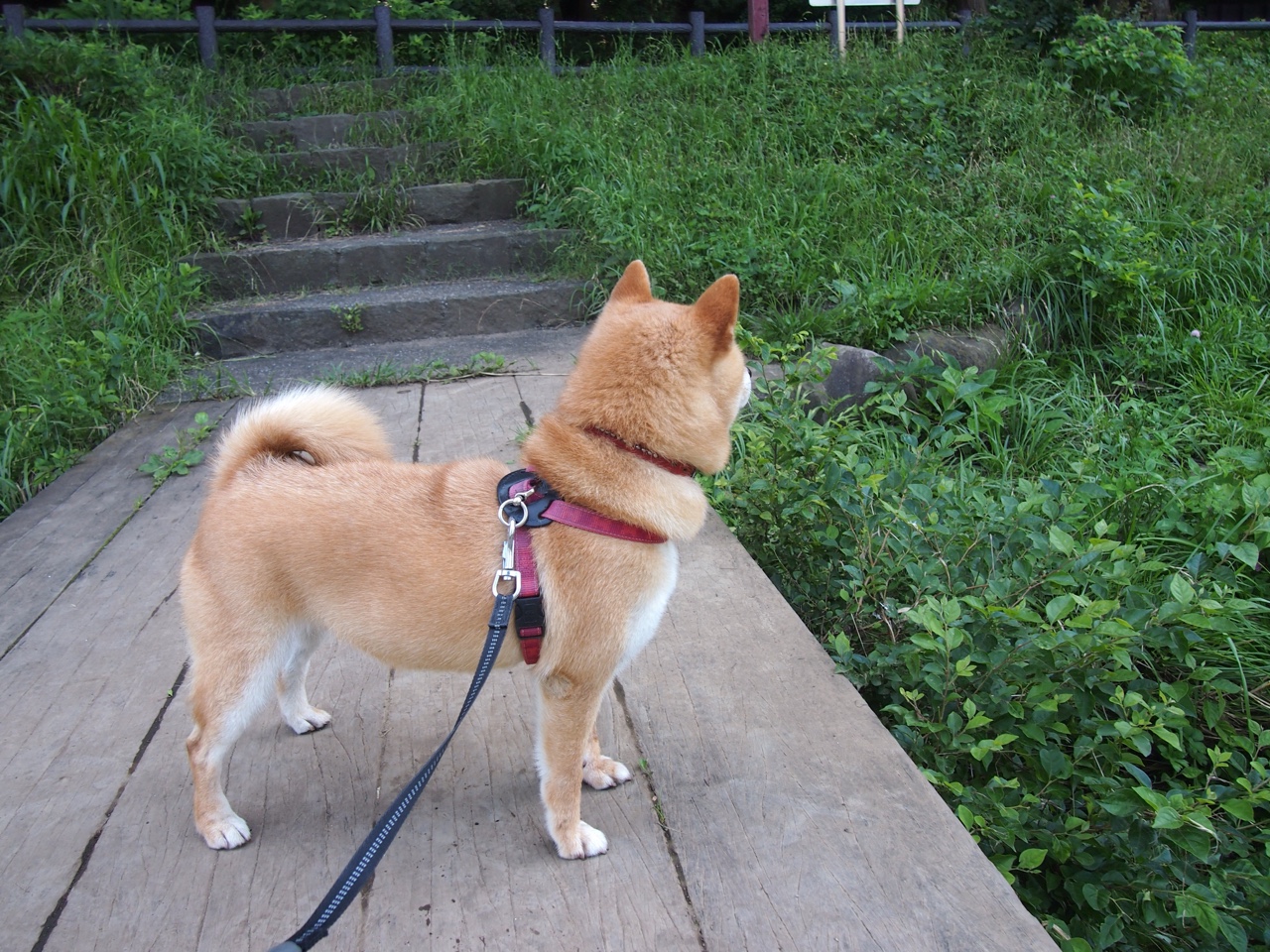 拜仁慕尼黑客场-战胜奥格斯堡，莱万破门，拜仁慕尼黑记录