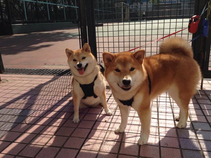 石油人季后赛前景乐观,石油人石油魂