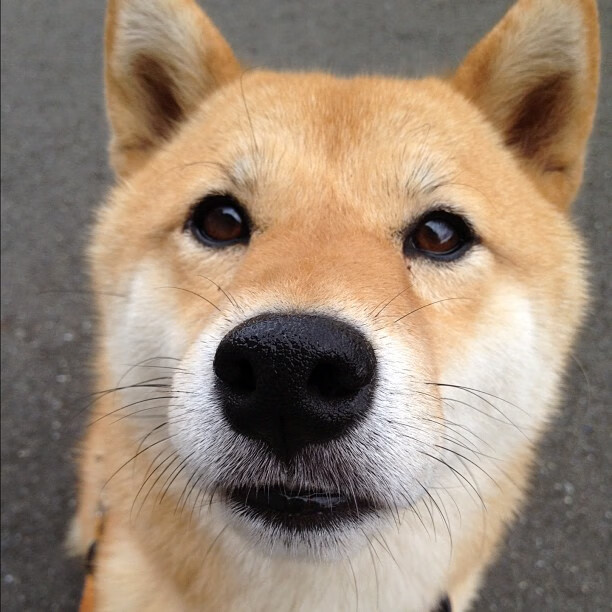 美国马术协会建立马匹基因数据库,促进马匹选育与训练。,美国 马术