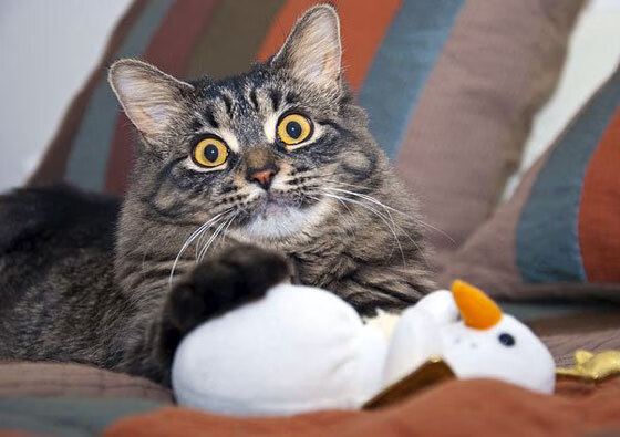 腾讯主导赛事体系合作项目增多,腾讯战略合作