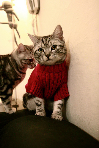 爱游戏下载-葡萄牙国家队士气高涨，凭借进攻力取胜，葡萄牙国家队阵容2021首发