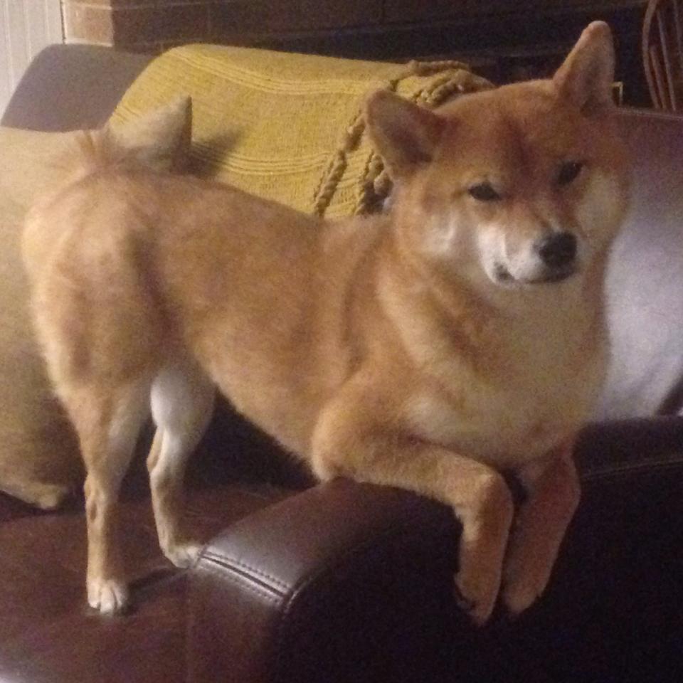 AYX SPORTS-门将内赫尔关键扑救，确保美国女足胜利，内马尔门将