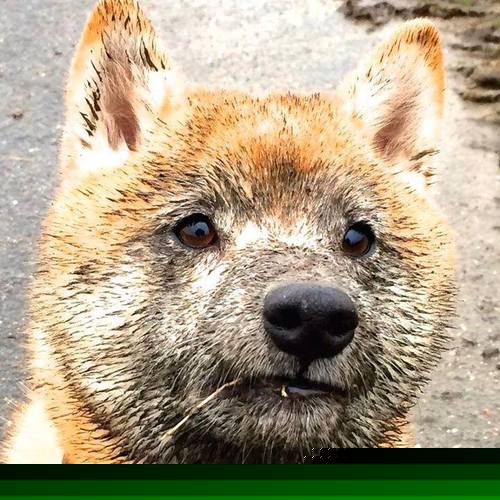 门将内赫尔关键扑救,确保美国女足胜利,内马尔门将