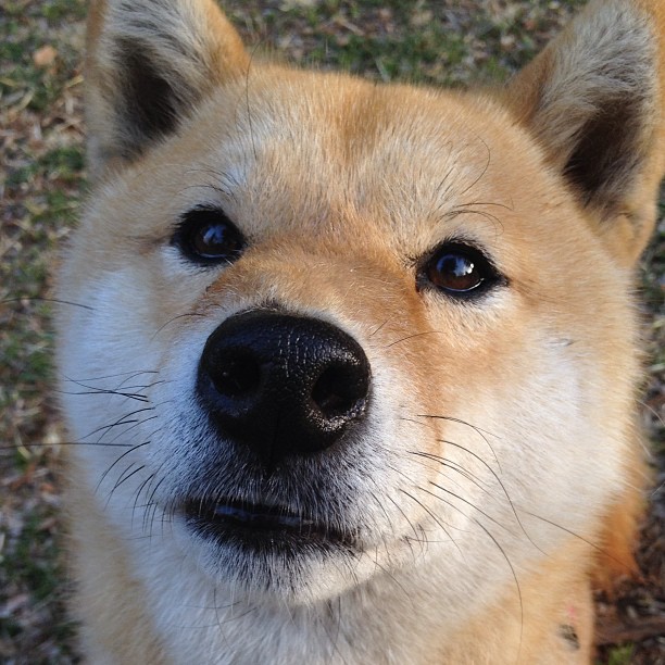 AIYOUXI.COM-摩洛哥青少年马术选手在2024年全国青少年马术锦标赛中表现出色，获得多项荣誉。