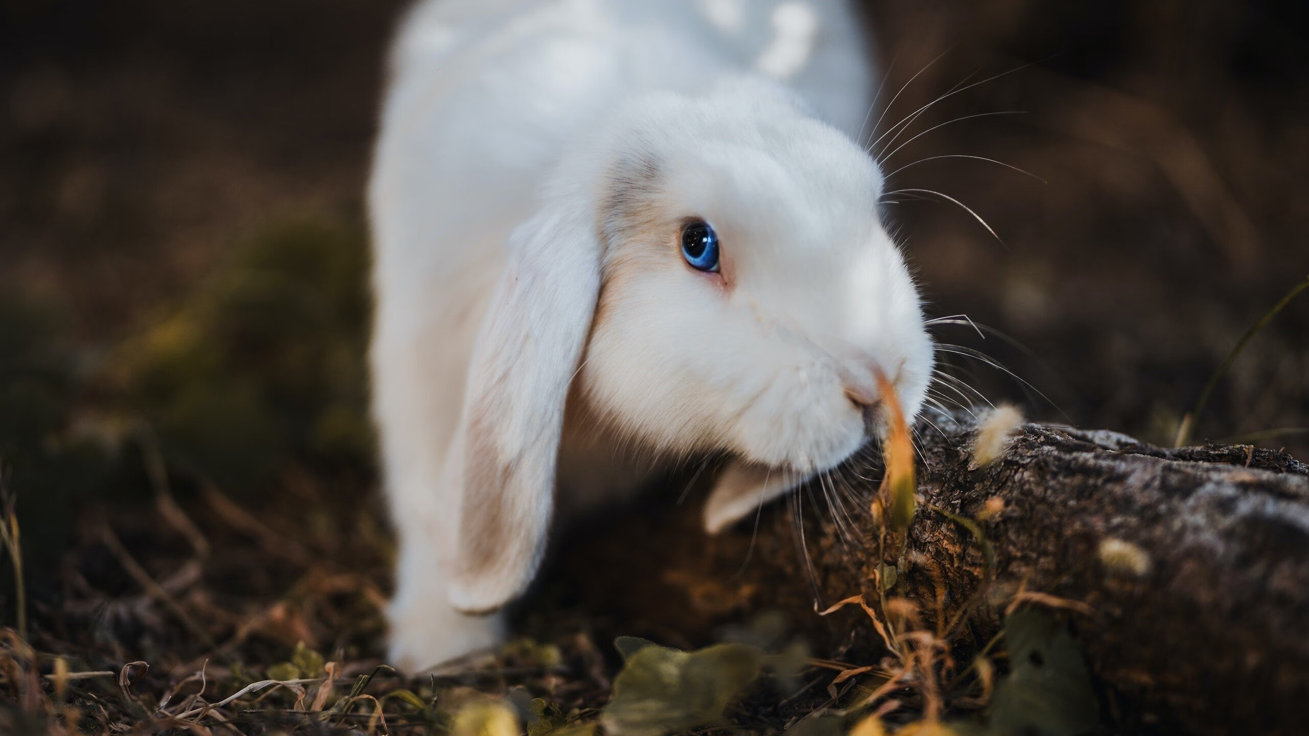 爱游戏app下载-英格兰马术队在巴黎奥运会盛装舞步比赛中获得第八名，展现出色表现。