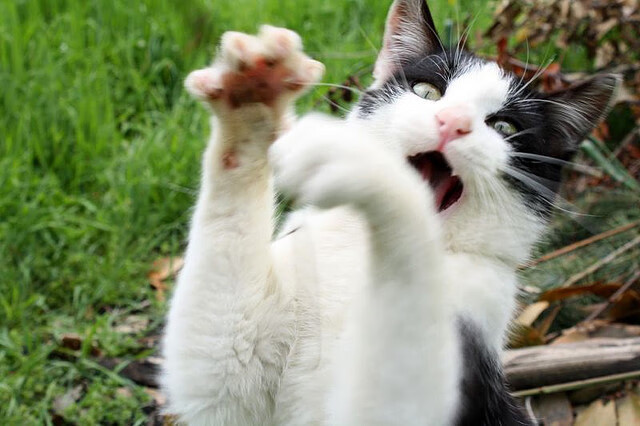 体育教学资源信息化建设现状及趋势,体育信息化建设方案