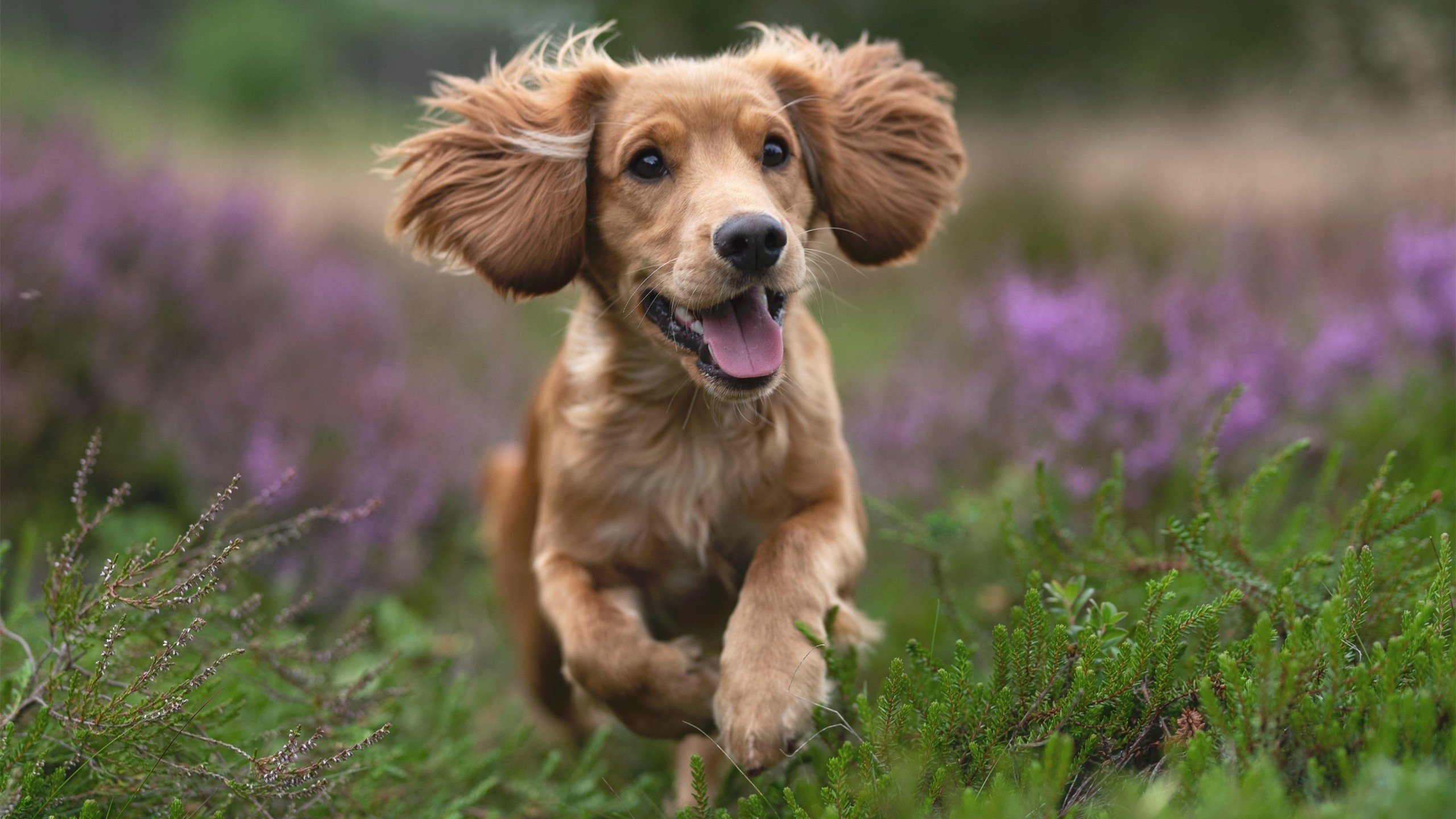 爱游戏下载-世界杯历史一胜：小组赛胜黎巴嫩 100‑70