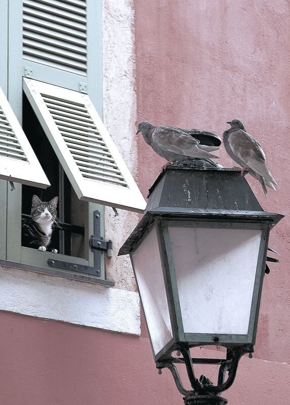 国际乒联混合团体世界杯：罗马尼亚队如何通过团队配合破敌，罗马尼亚女乒