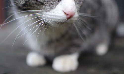 滑行段速度控制技术研究,滑行速度限制