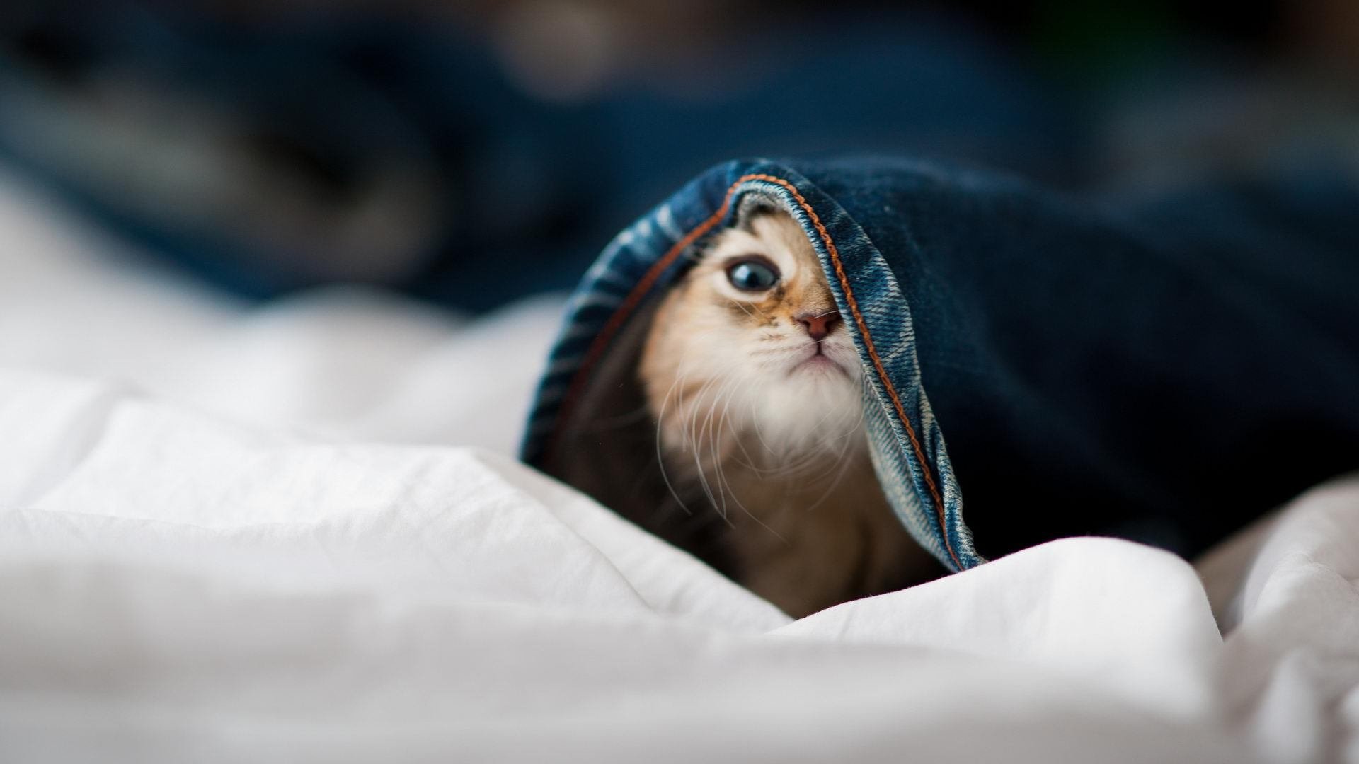 爱游戏官方网站-高校体育综合素养评估体系试点启动，大学生体育综合测评占比