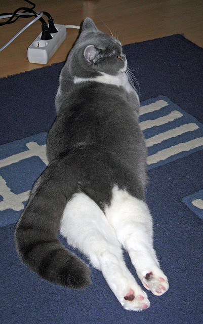 中国足球职业联赛完善多队并行战术验证流程,足球联赛队伍