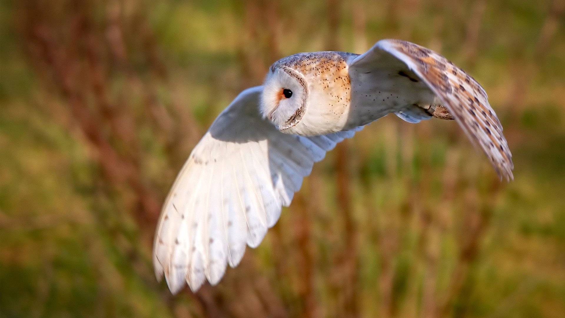 国际青年足球锦标赛全面开战,未来之星纷纷亮相,国际足联世界青年足球锦标赛