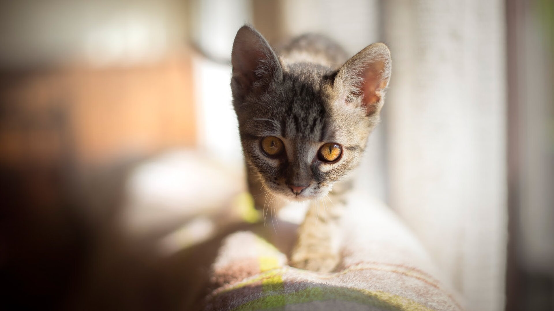 女子足球加强门将训练营覆盖多个核心技能点,女子足球队守门员