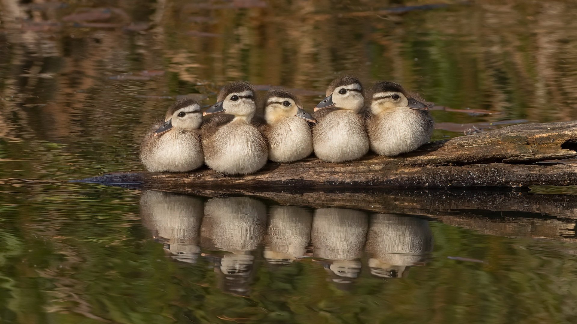 爱游戏体育（AYX）官方APP下载-新训练器材投入使用提升球员专项能力训练效果显著，训练球推荐
