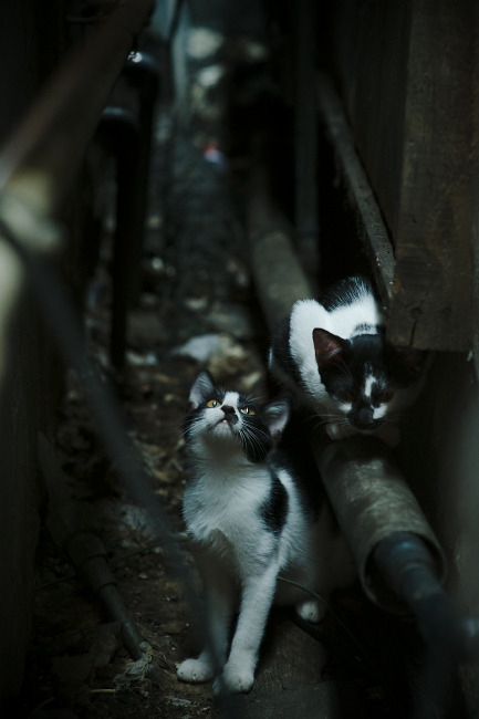 比利时男篮在欧洲预赛中坚持到底,争取奥运席位,比利时男篮世界排名