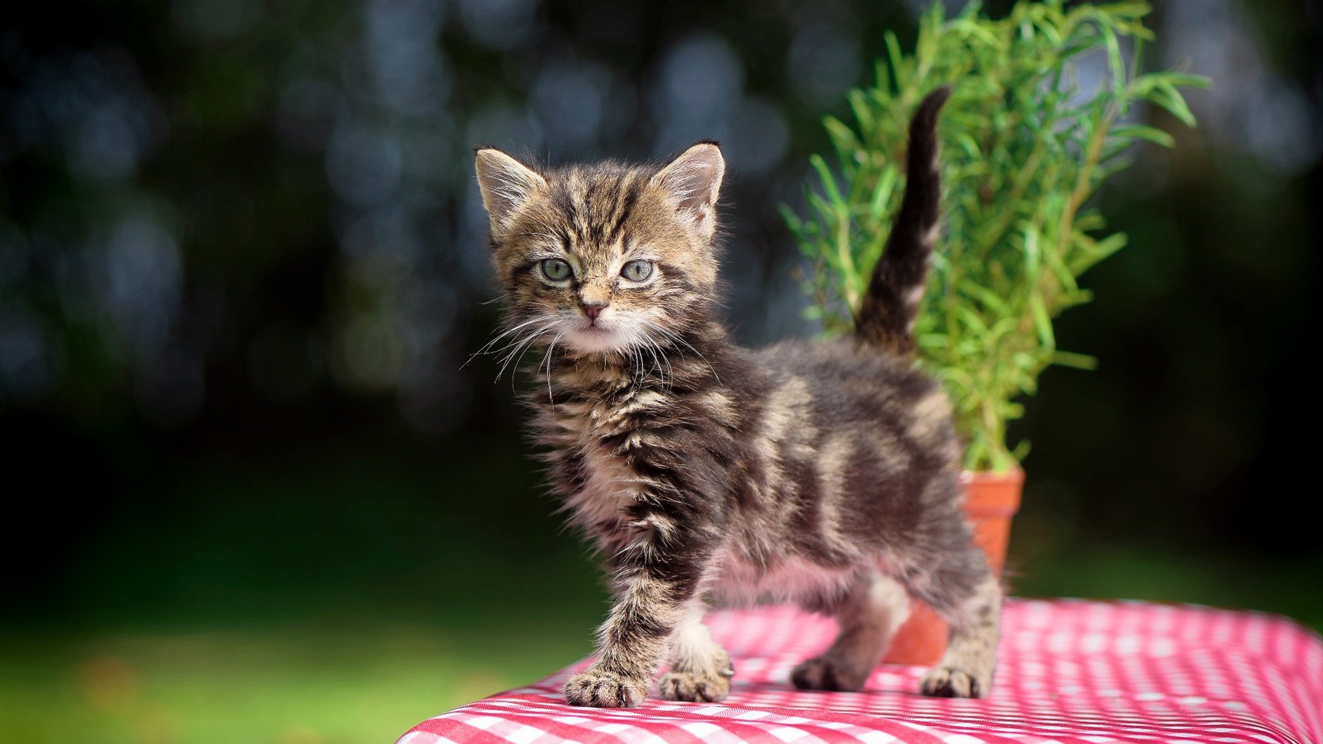 法甲绝美弧线球:旷世之作赢得全场喝彩,弧线球怎么打足球