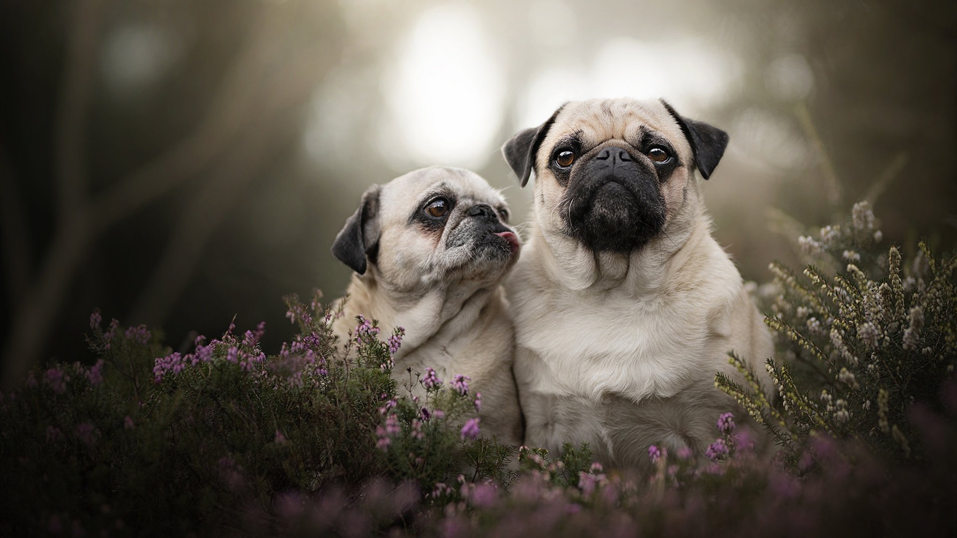 英超冲刺决战:胜者为王,精彩不断!,英超收官战