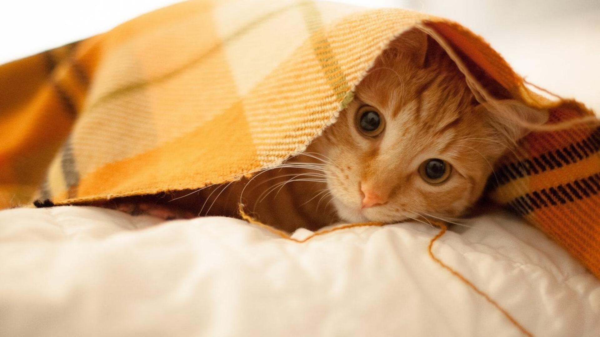 视频平台上线赛季十佳扑救门将表现再度成为焦点人物，门将花式扑救