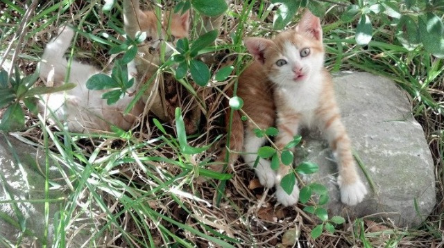 麦肯齐:从全黑队的速度之星到进攻核心,他的脚法让对手防线头疼
